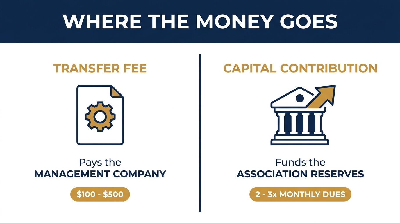 Infographic comparing an HOA transfer fee, which pays the management company and runs $100 to $500, with a capital contribution, which funds the association reserves and runs 2 to 3 times monthly dues