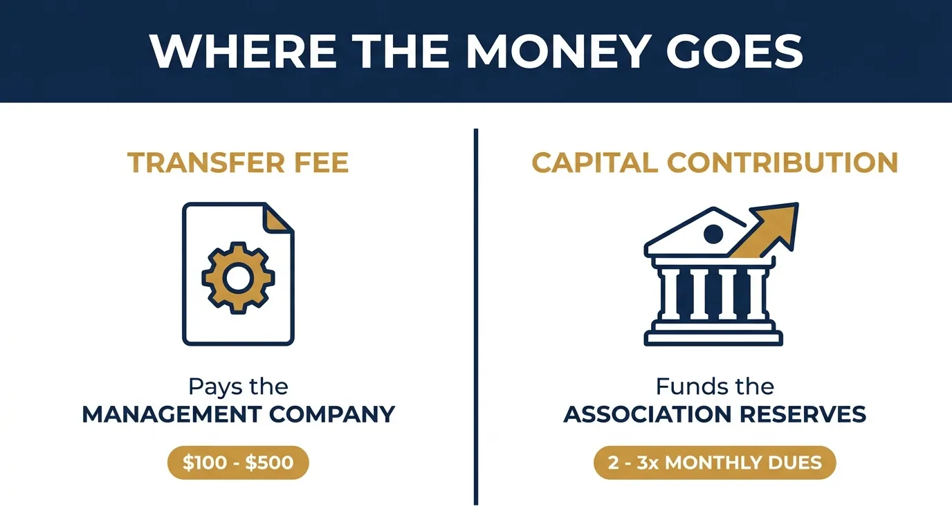 Infographic comparing an HOA transfer fee, which pays the management company and runs $100 to $500, with a capital contribution, which funds the association reserves and runs 2 to 3 times monthly dues